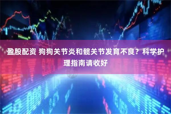 盈股配资 狗狗关节炎和髋关节发育不良？科学护理指南请收好